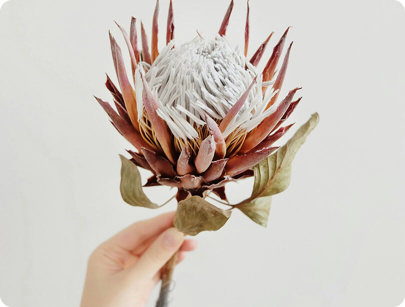Protea bracts close-up