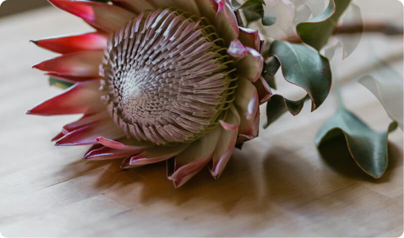 King Protea from above